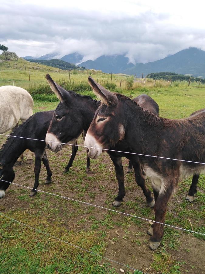 Font-Romeu Via Odeillo Jolie Appartement 6 Personnes Plein Sud エクステリア 写真